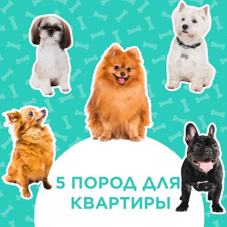 13 пород кошек, которые ведут себя похоже на собак | super.ua