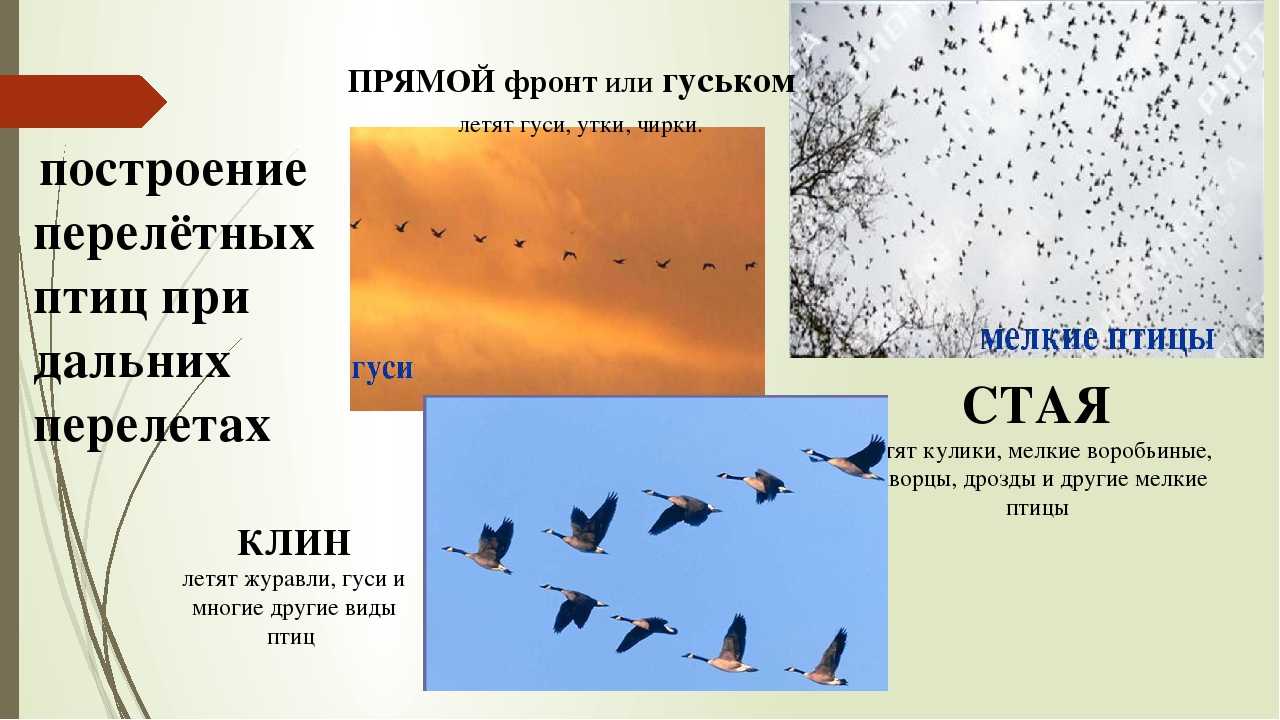 Птицы бурятии. природа, растения и животные бурятии
