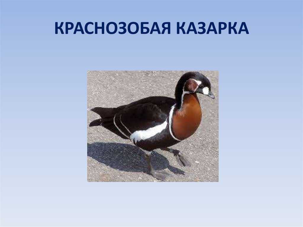 Краснозобая казарка