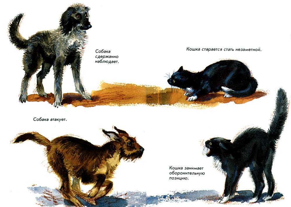 Кошка и собака в доме