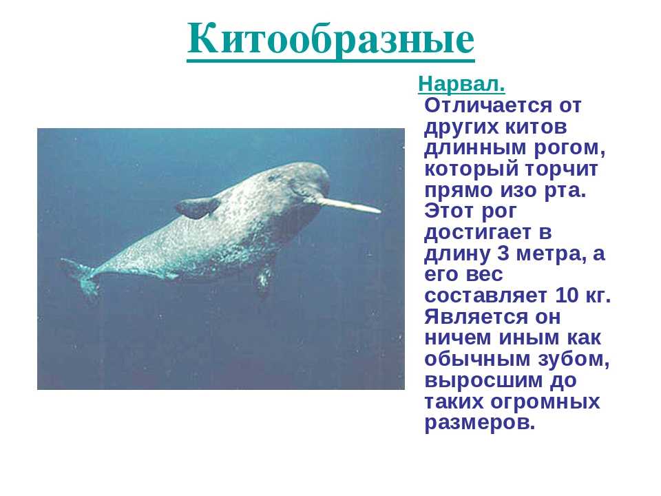 Нарвал. фото и видео нарвалов. описание и интересные факты о нарвалах