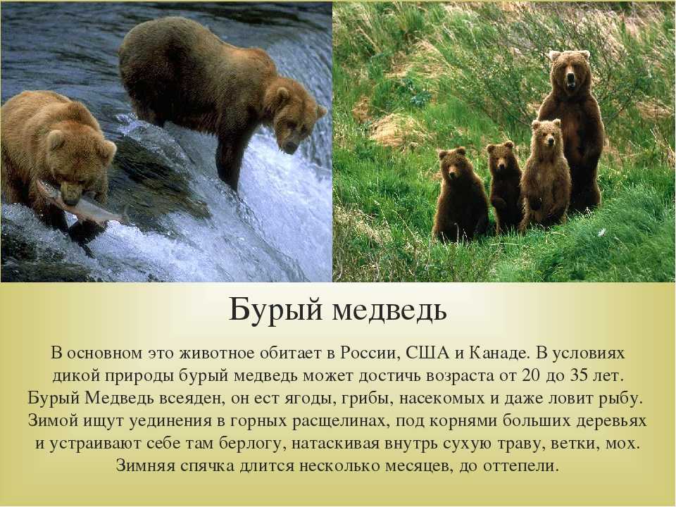 Медведь