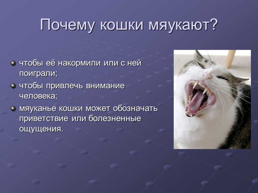 Агрессия у кошек: разбираемся в причинах и способах устранения | ваши питомцы