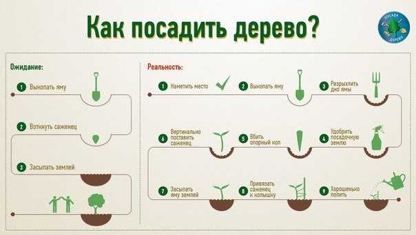 Стевия: польза, вред, состав, калорийность, противопоказания и отличие от сахара