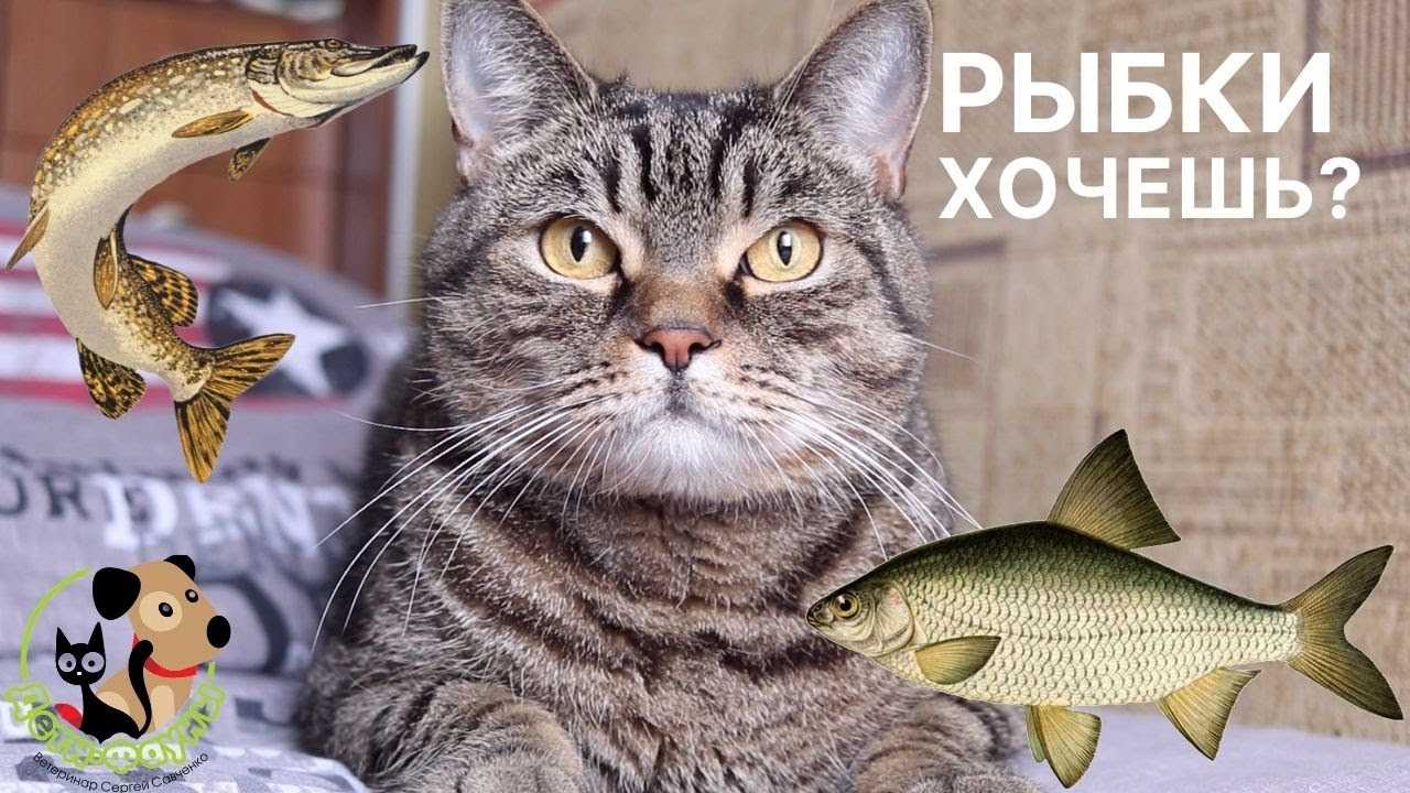 Как правильно кормить стерилизованных и кастрированных кошек и котов