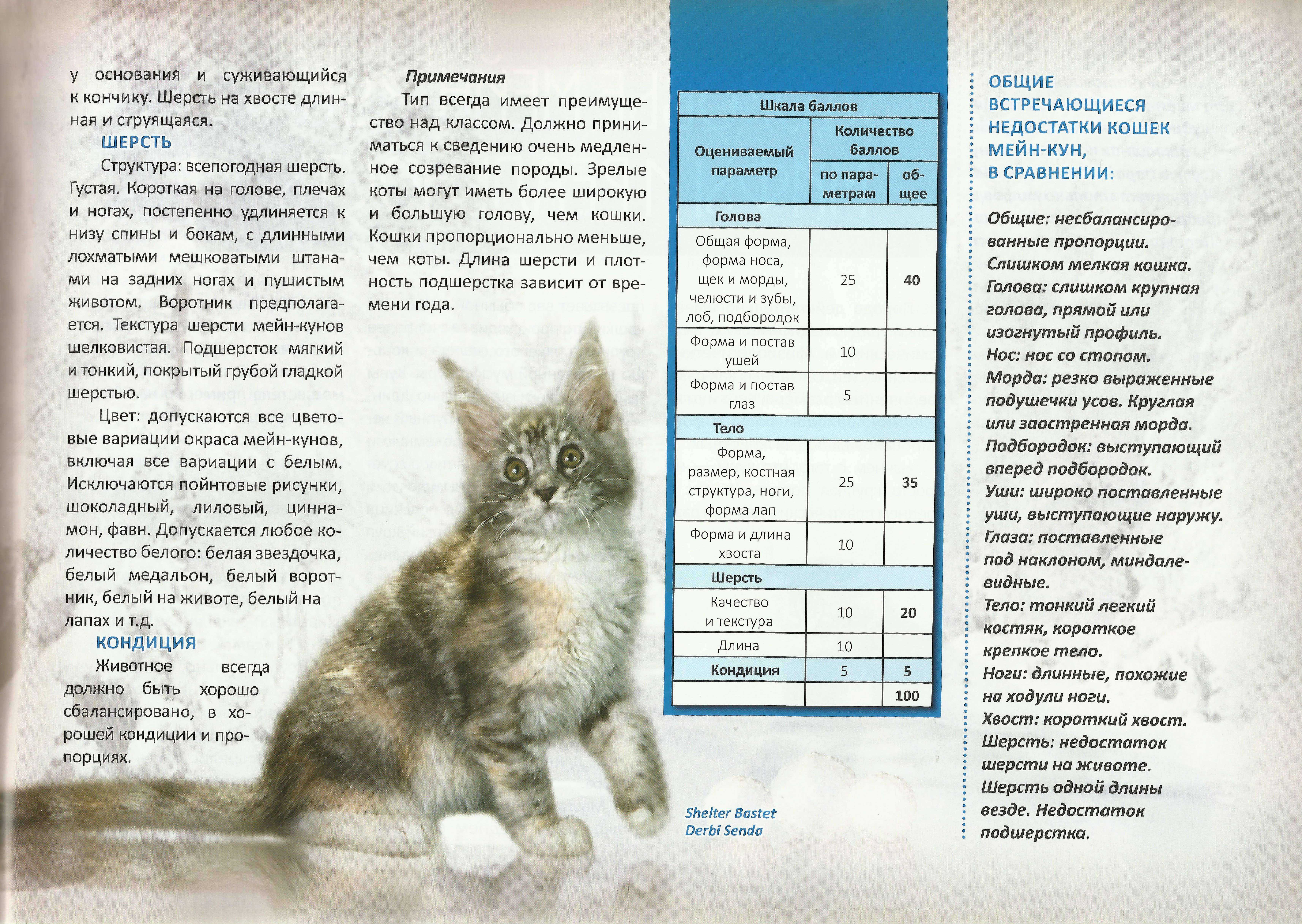 Размеры мейн-кунов: коты и кошки, нормы роста, веса