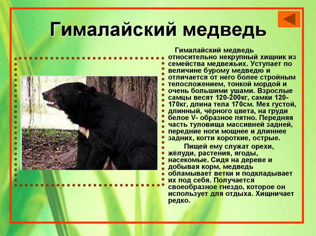 Белогрудый или гималайский медведь