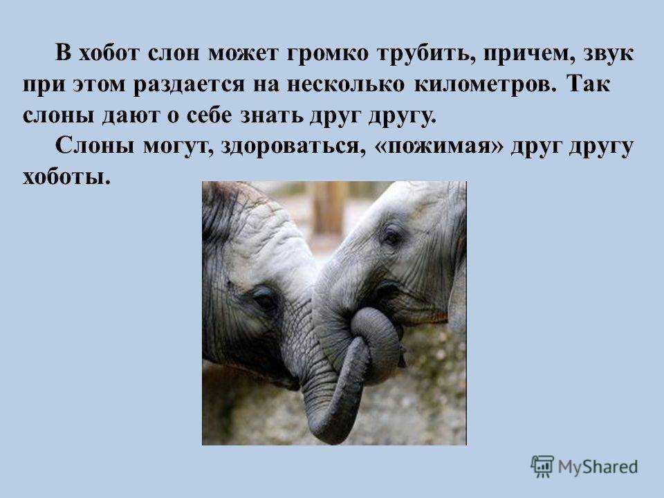 Для чего слону хобот?