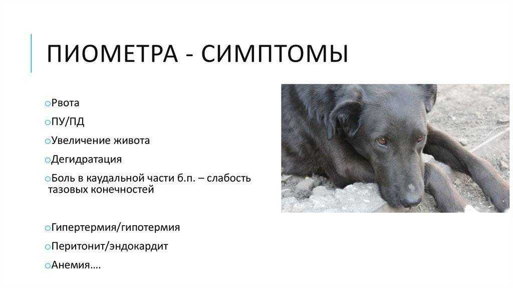 Пиометра у собак и кошек | блог ветклиники "беланта"