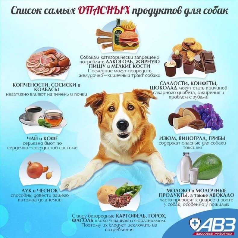 Опасные лекарства для собак: какие препараты могут убить вашего питомца