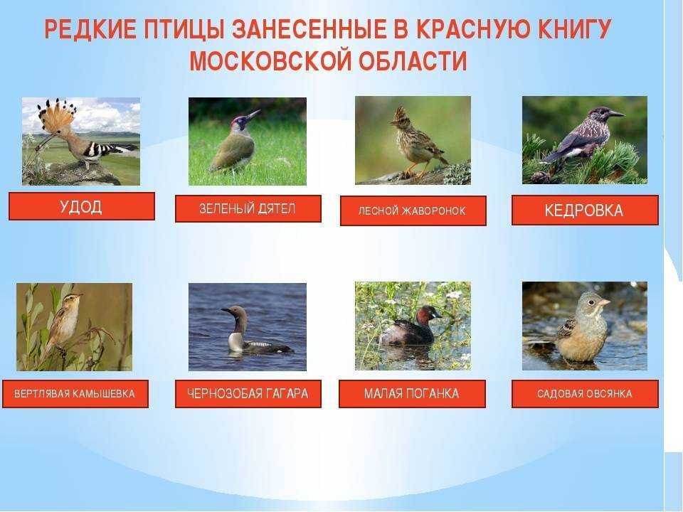 Красная книга московской области: 40 самых впечатляющих видов