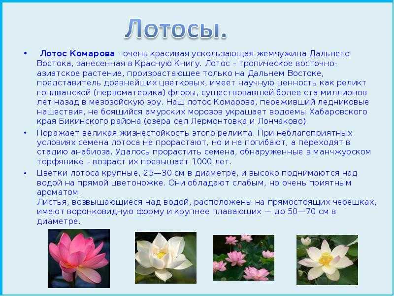 Лотос орехоносный – красная книга – кратко описание, фото » окружающий мир: уроки, полезные материалы для детей