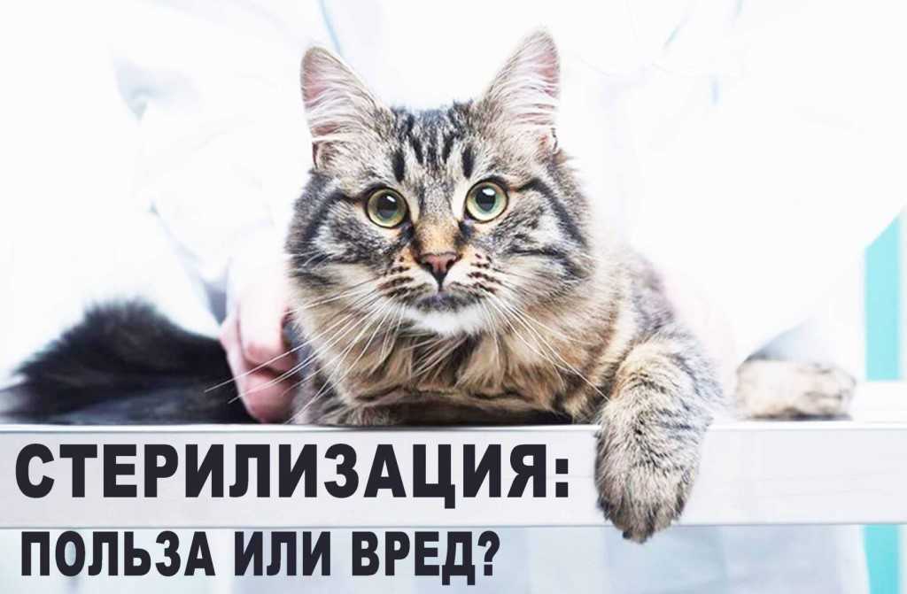 Стерилизация: мифы и реальность - домашние животные