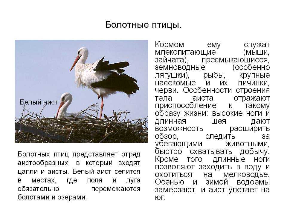 Птицы болот. описание, названия и особенности птиц болот