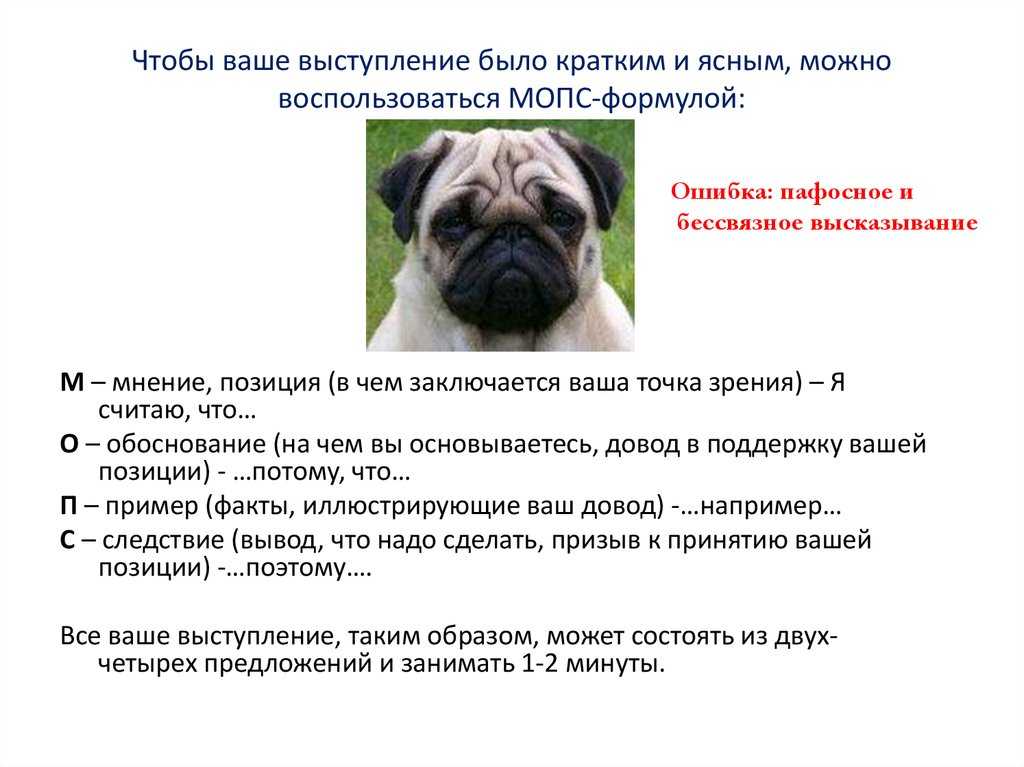Содержание мопсов: преимущества и недостатки породы, отзывы владельцев