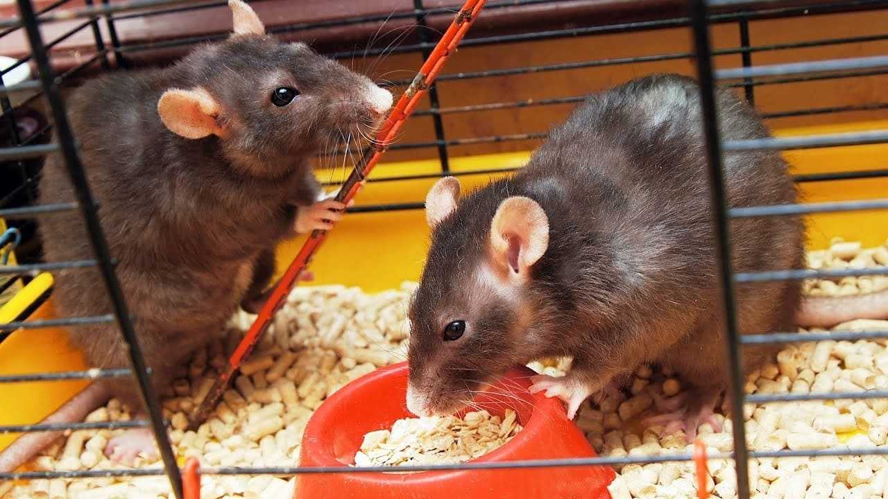 Как ухаживать за мышами - wikihow