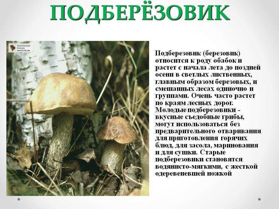 Подберезовик – описание, свойства, виды, где растет, фото