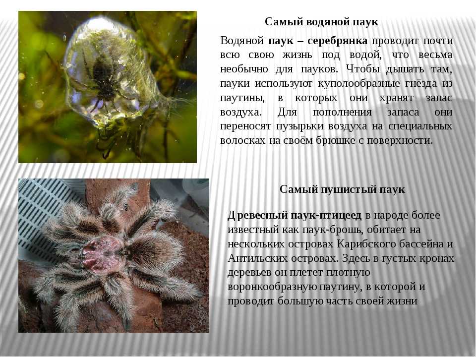 Какие бывают пауки