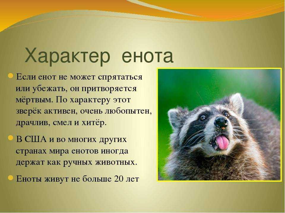 325+ красивых имен для оленей