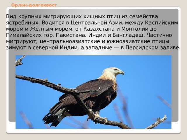 Орлан – долгохвост