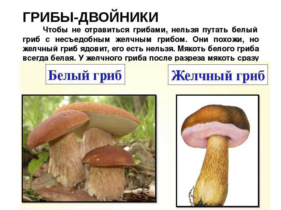 Белый гриб в лицах, или какие бывают боровики? описание, фото — ботаничка