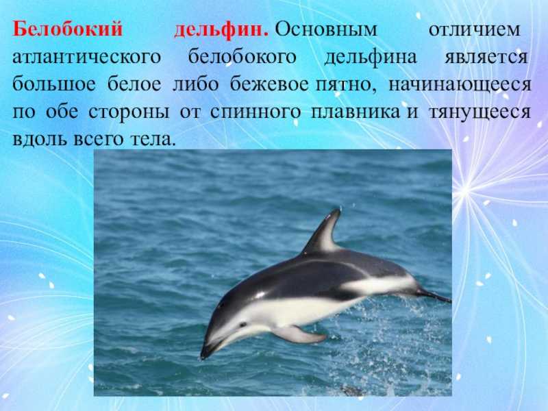 Удивительный мир дельфинов выполнила: сайдякова валерия 3 «г» класс руководитель: шартон т.и.