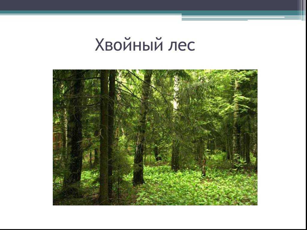 Окружающий мир