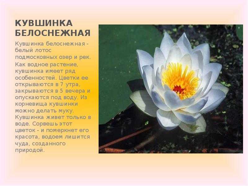 Растения красной книги россии и мира: самый полный список, описание и фото
