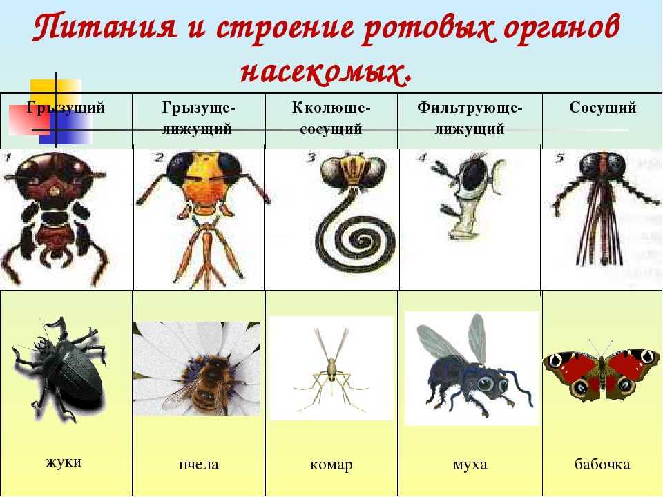Насекомые