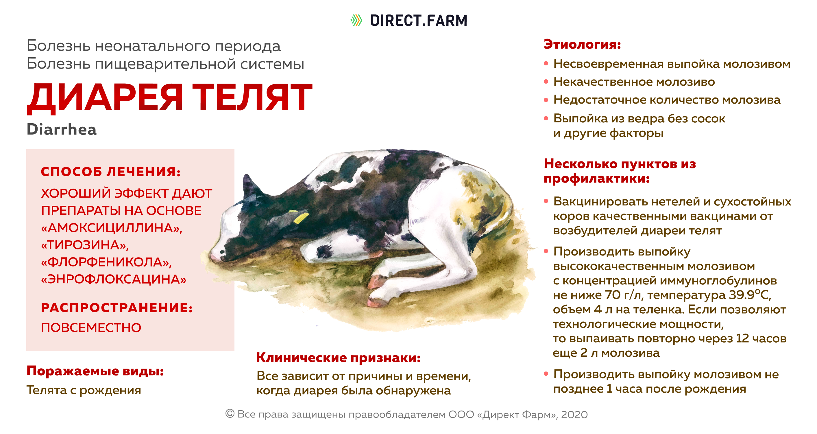 Домашняя кошачья аптечка. полный список инструментов и препаратов.