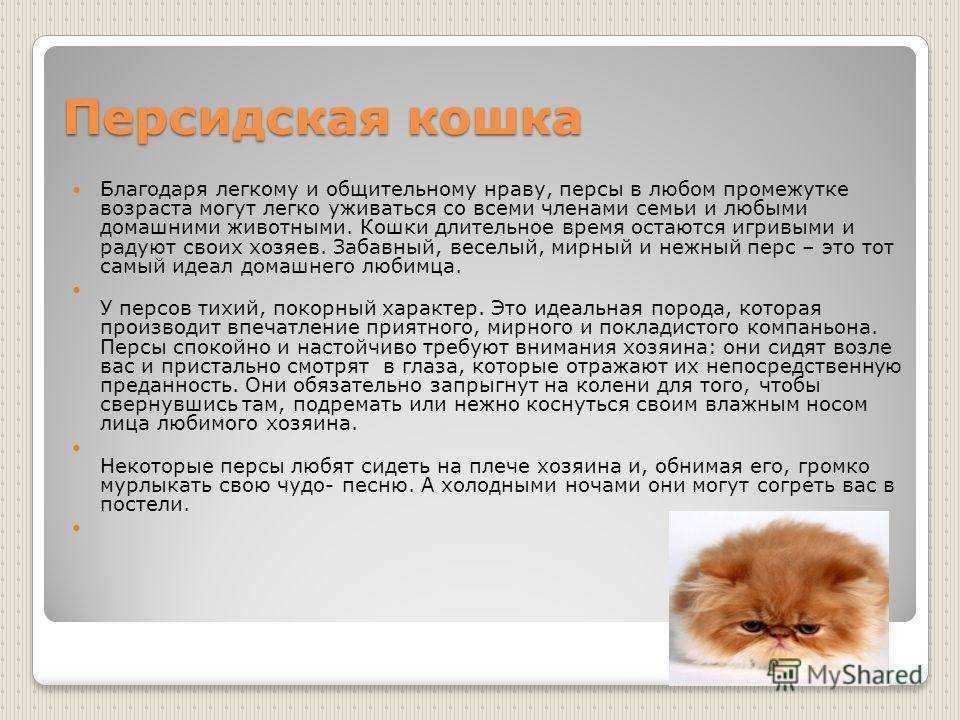 Чем и как правильно кормить персидских котов и котят, начиная с ранних этапов жизни Рейтинг кормов и рекомендации по кормлению персов