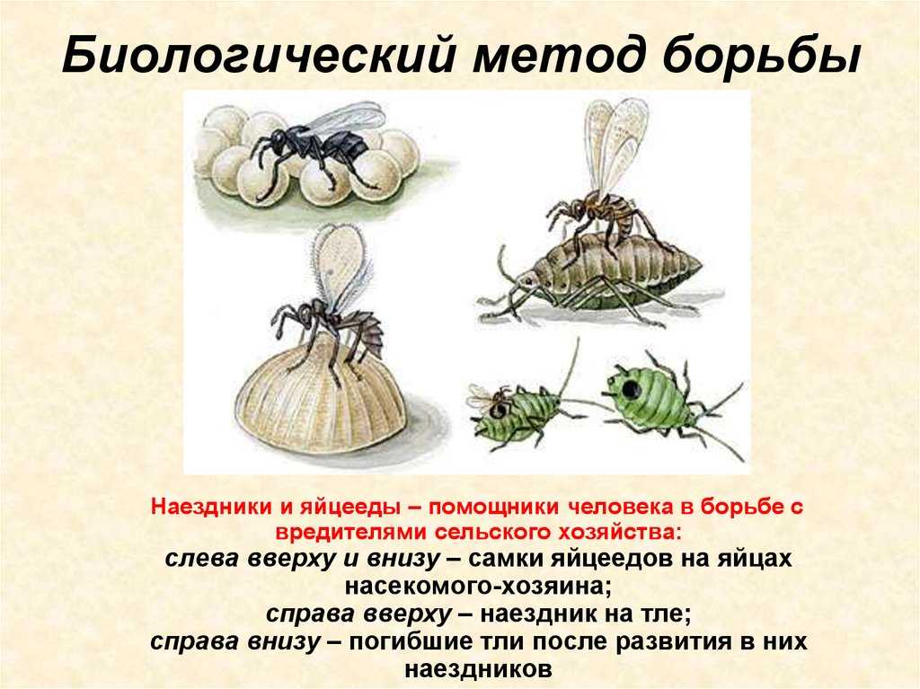 Представители отряда "перепончатокрылые". реферат. биология. 2010-11-11