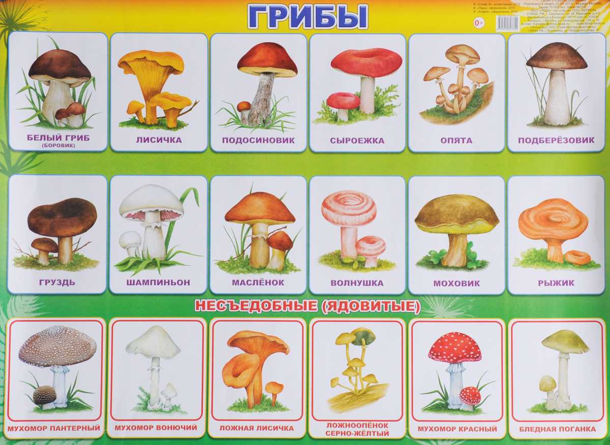 Популярные съедобные грибы. фото, названия и описание. — ботаничка