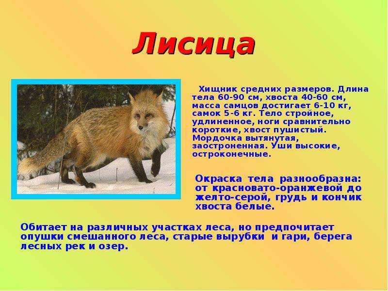 какие животные обитают в лесу Фото и описание для детей и взрослых Животный мир зоны лесов  Особенности диких животных лесов России и мира Питание и поведение лесных животных Доклад и презентация