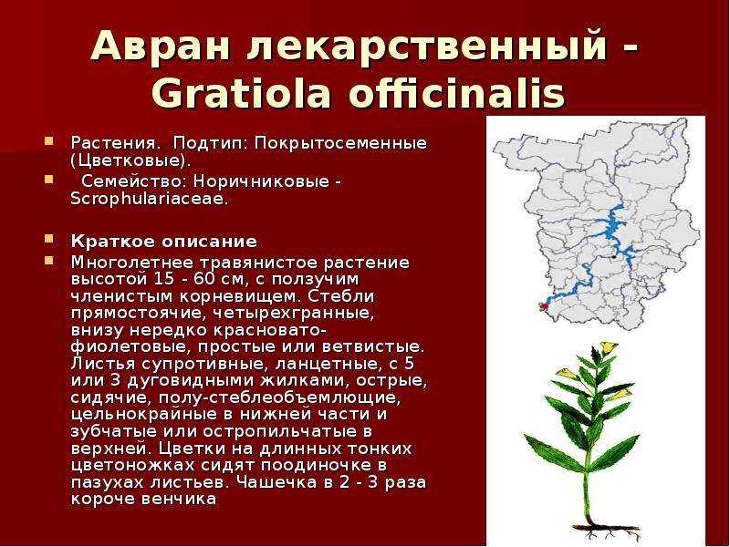 Авран лекарственный — энциклопедия руниверсалис