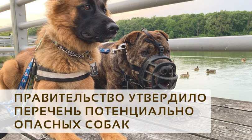Какие собаки запретили в россии