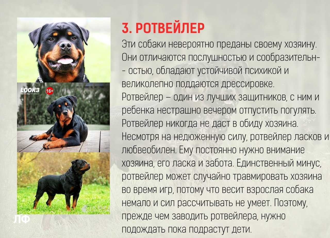 Порода ротвейлер: описание, характер, здоровье, уход | блог ветклиники "беланта"