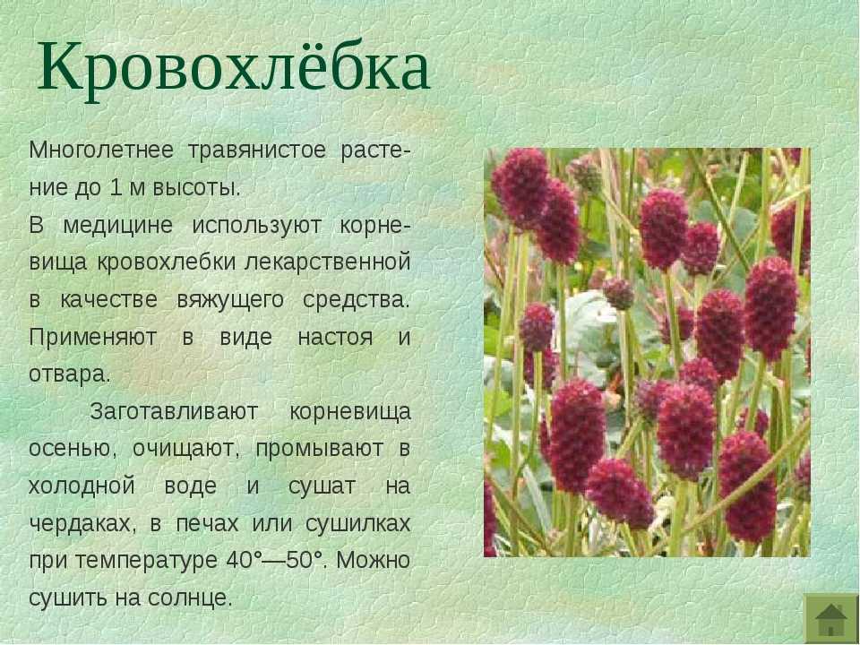 Лекарственные травы средней полосы россии