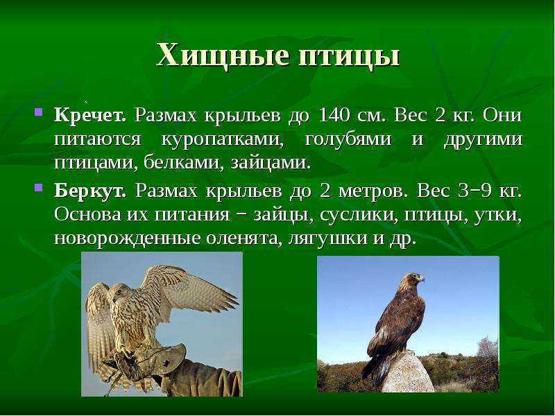 Кречет птица: фото и описание, где обитает, рацион и враги