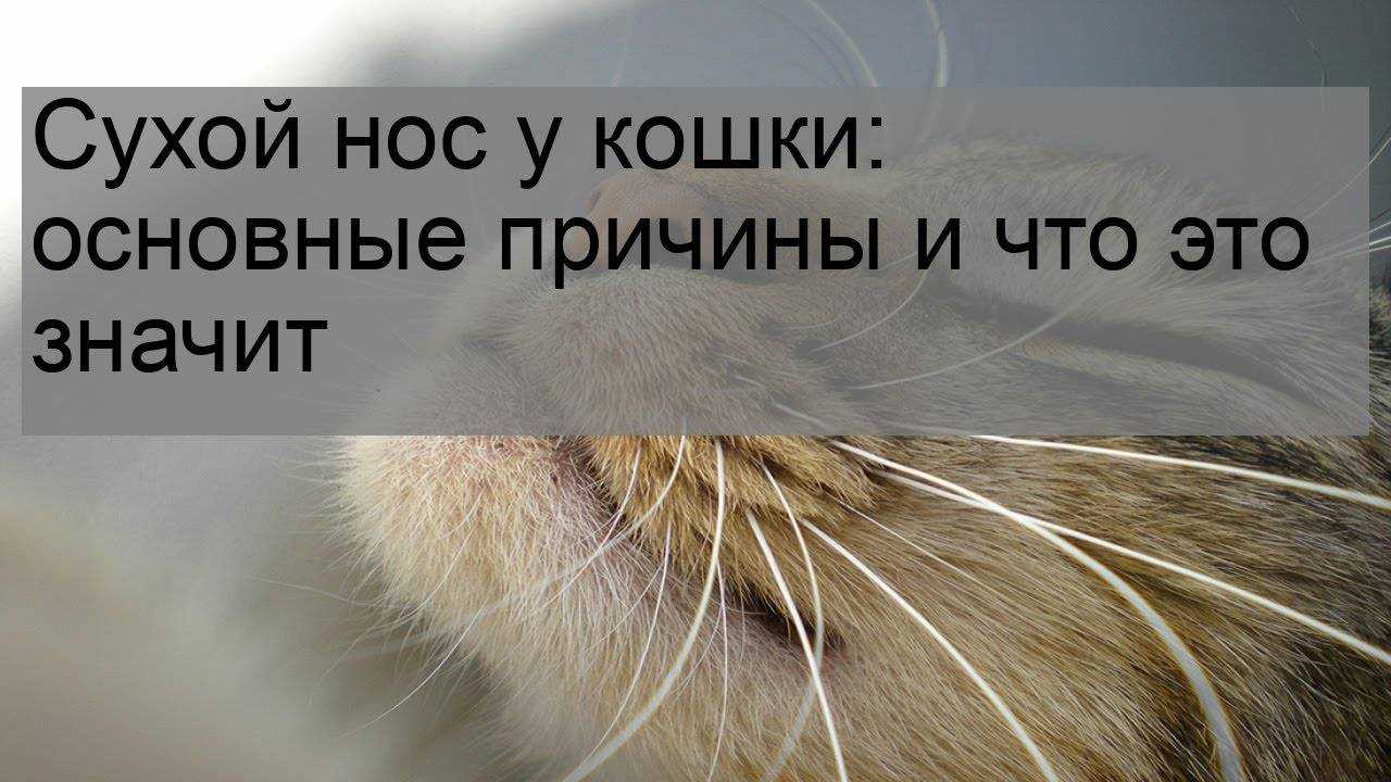 Сухой нос у кошки: когда это норма, а когда первый признак заболевания