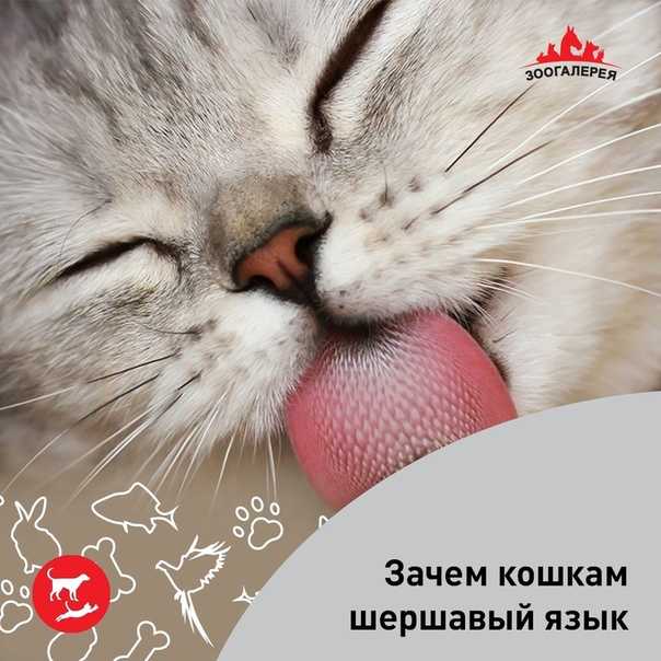 Почему у кошек шершавый язык | для чего котам острый язык