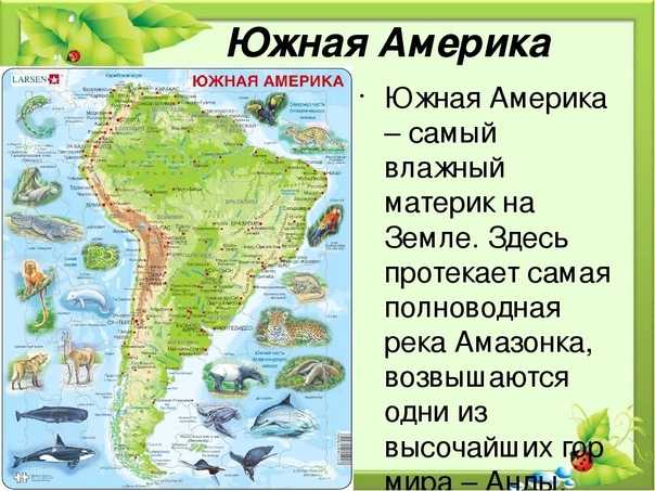 Птицы южной америки: виды, классификация, среда обитания, питание, особенности и интересные факты - puchoviki.ru
