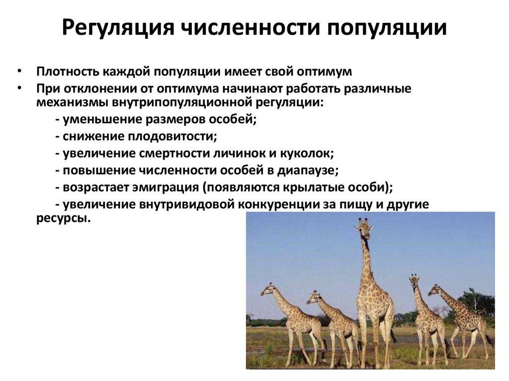 Реферат на тему "механизмы саморегуляции численности популяции" скачать бесплатно