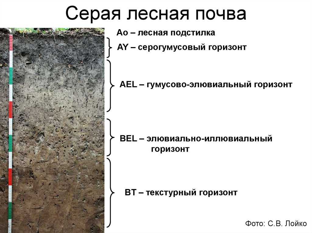 Серые почвы