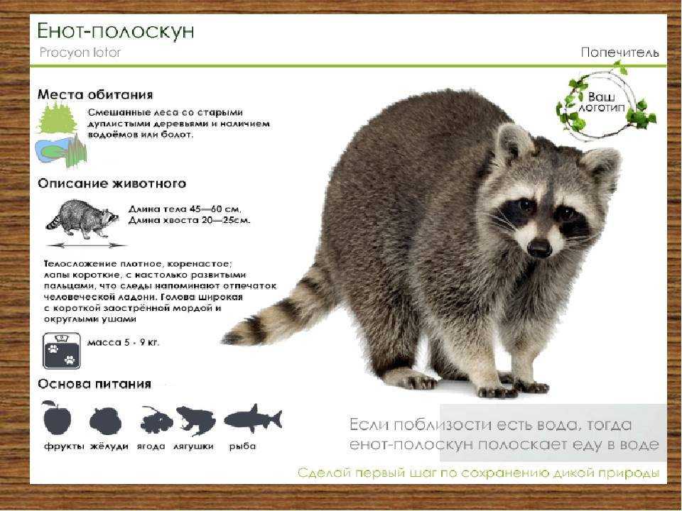 Что едят еноты в природе, чем кормить в домашних условиях