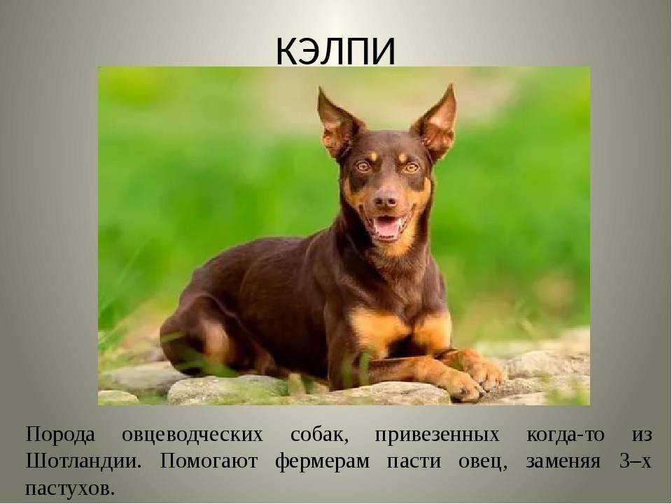 Описание породы австралийский келпи