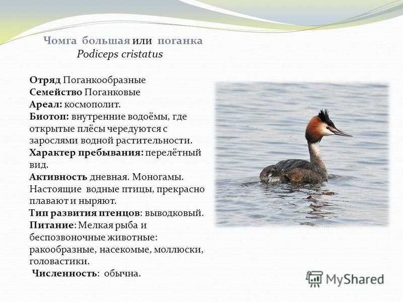6.6.8. новонёбные птицы