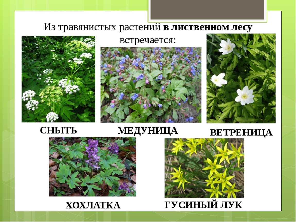 Дикие растения: какая от них польза? | полезные растения