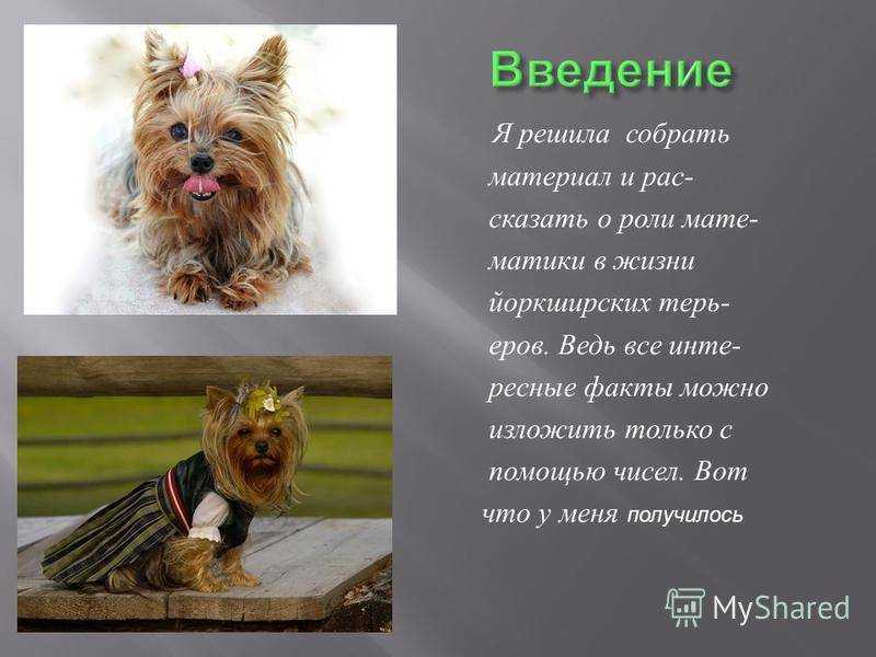 Развитие и вес йорка по месяцам: таблица с характеристиками основных показателей