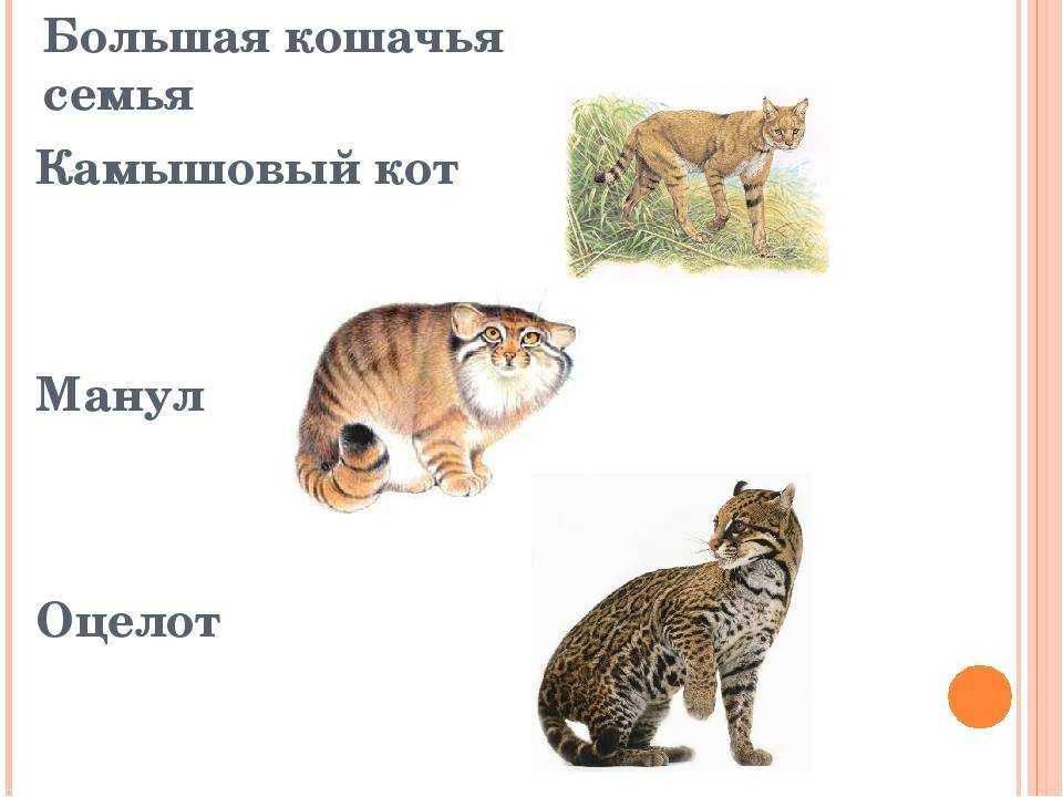 Камышовый кот (хаус)